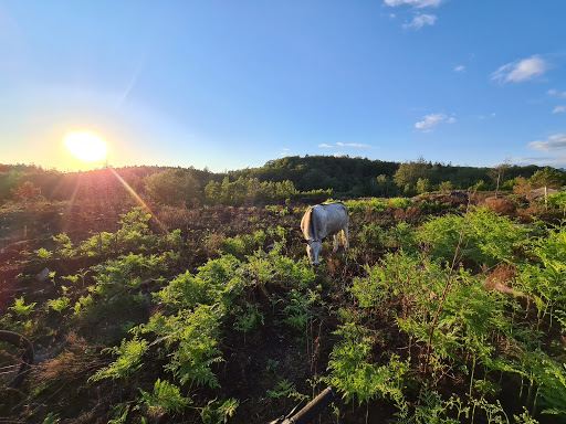 Biskopstorps naturreservat
