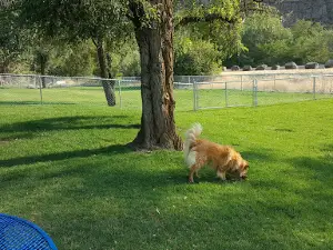 Dayton Dog Park