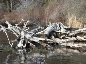 Balsam pond