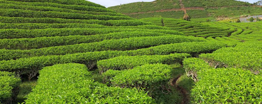 Tea Field View Point