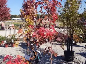 Stone Creek Nursery