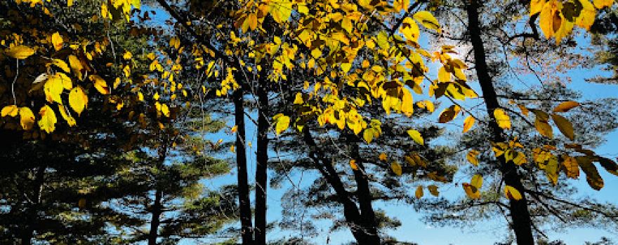 Dennis Hill State Park