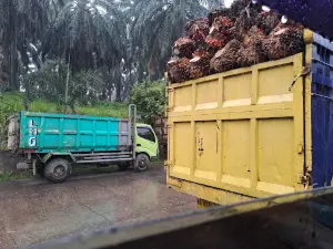 PT. MUKO MUKO INDAH LESTARI