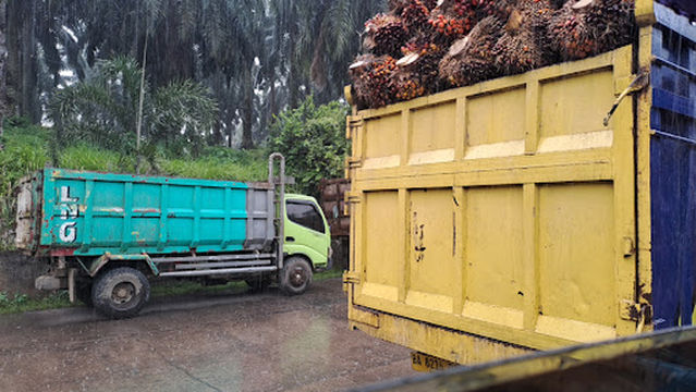 PT. MUKO MUKO INDAH LESTARI