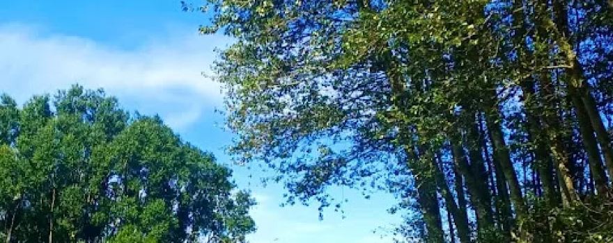 The Darling Woods of May