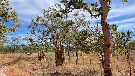 Umbrawarra Gorge Nature Park