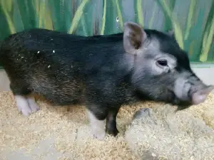 Kontaktnyy Zoopark
