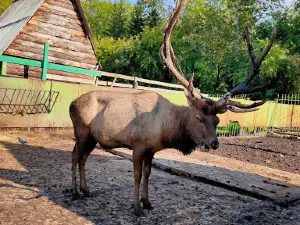 Bol'sherechenskiy Zoopark