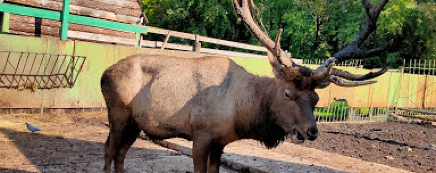 Bol'sherechenskiy Zoopark