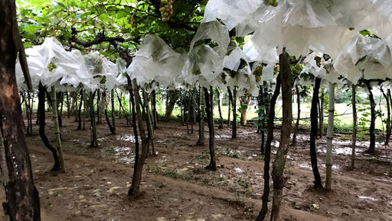 Liezl Gapuz/Ancheta/Salino Grapes Farm-FREEZER #605