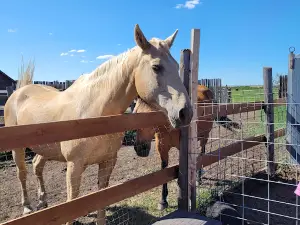 Prairie Oasis Petting Zoo