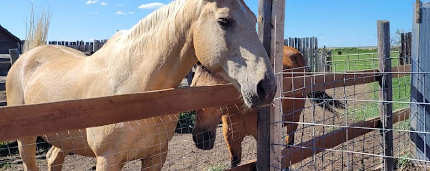 Prairie Oasis Petting Zoo