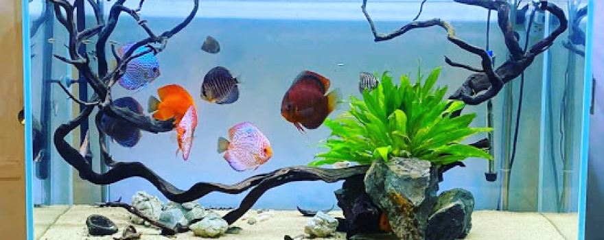 Aha Aquarium