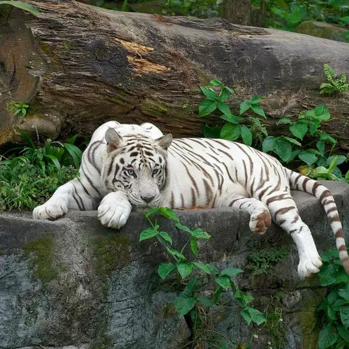 London Zoo