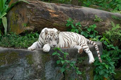 倫敦動物園