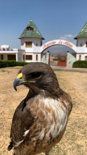 rancho la mesa