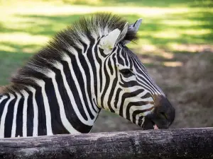 Zoosiana