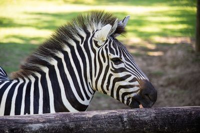 Zoosiana