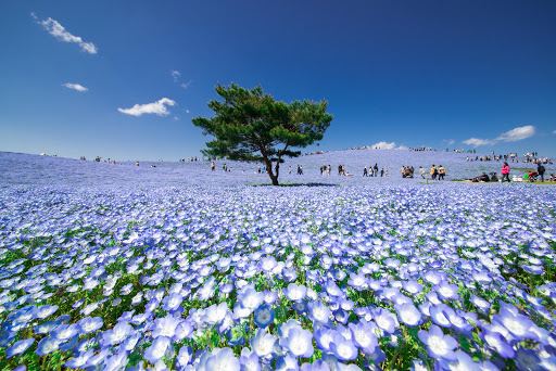 National Hitachi Seaside Park