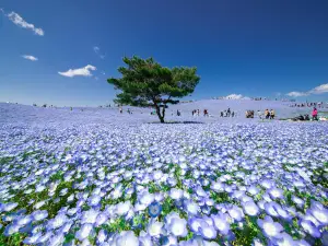 National Hitachi Seaside Park Pleasure Garden