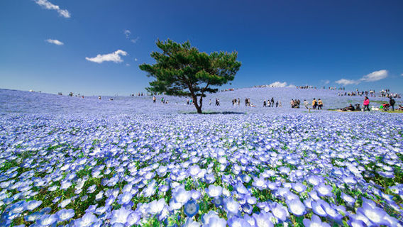National Hitachi Seaside Park Pleasure Garden