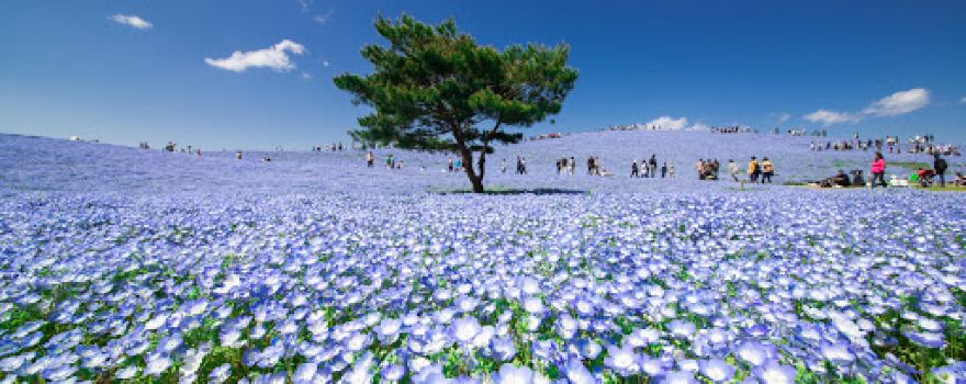 國立日立海濱公園 歡樂花園