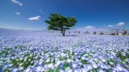 National Hitachi Seaside Park Pleasure Garden