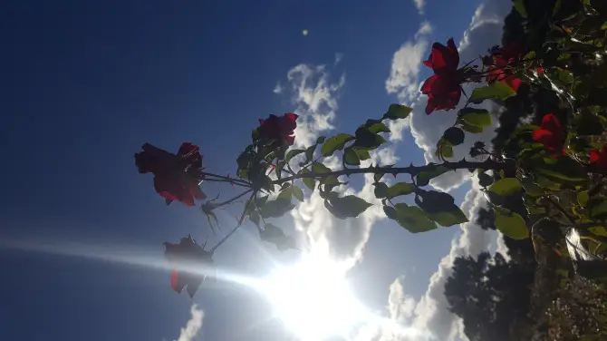 3_Victoria State Rose Garden