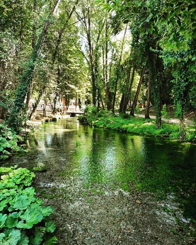 Il bosco delle favole