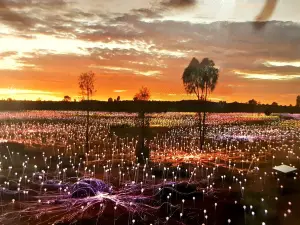 Field of Light Uluru