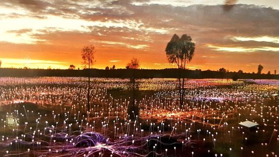 Field of Light Uluru