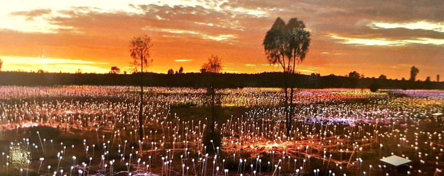 Field of Light Uluru