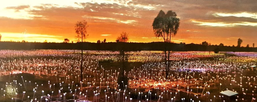 Field of Light Uluru
