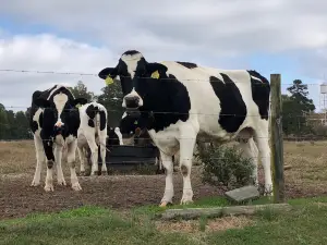 Homeland Creamery