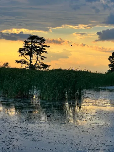 AA Airboat Express