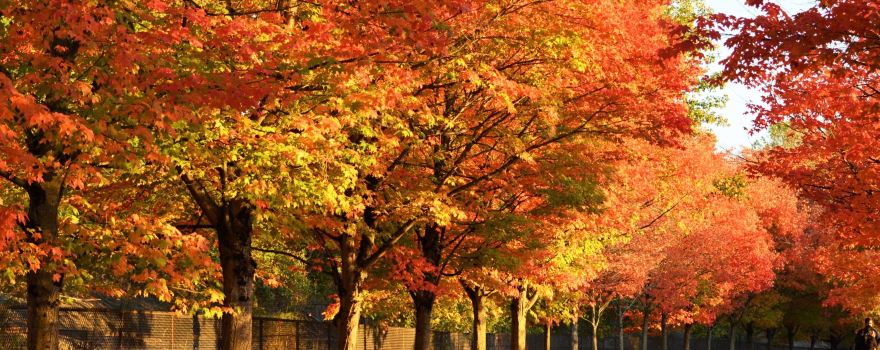 Gene Coulon Memorial Beach Park