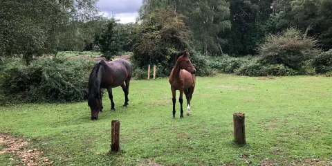 New Forest Reptile Centre