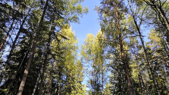 Kharinka, Park Kul'tury I Otdykha