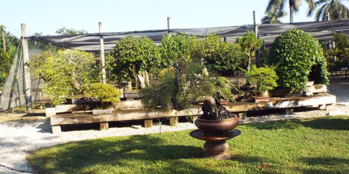 Miami Tropical Bonsai