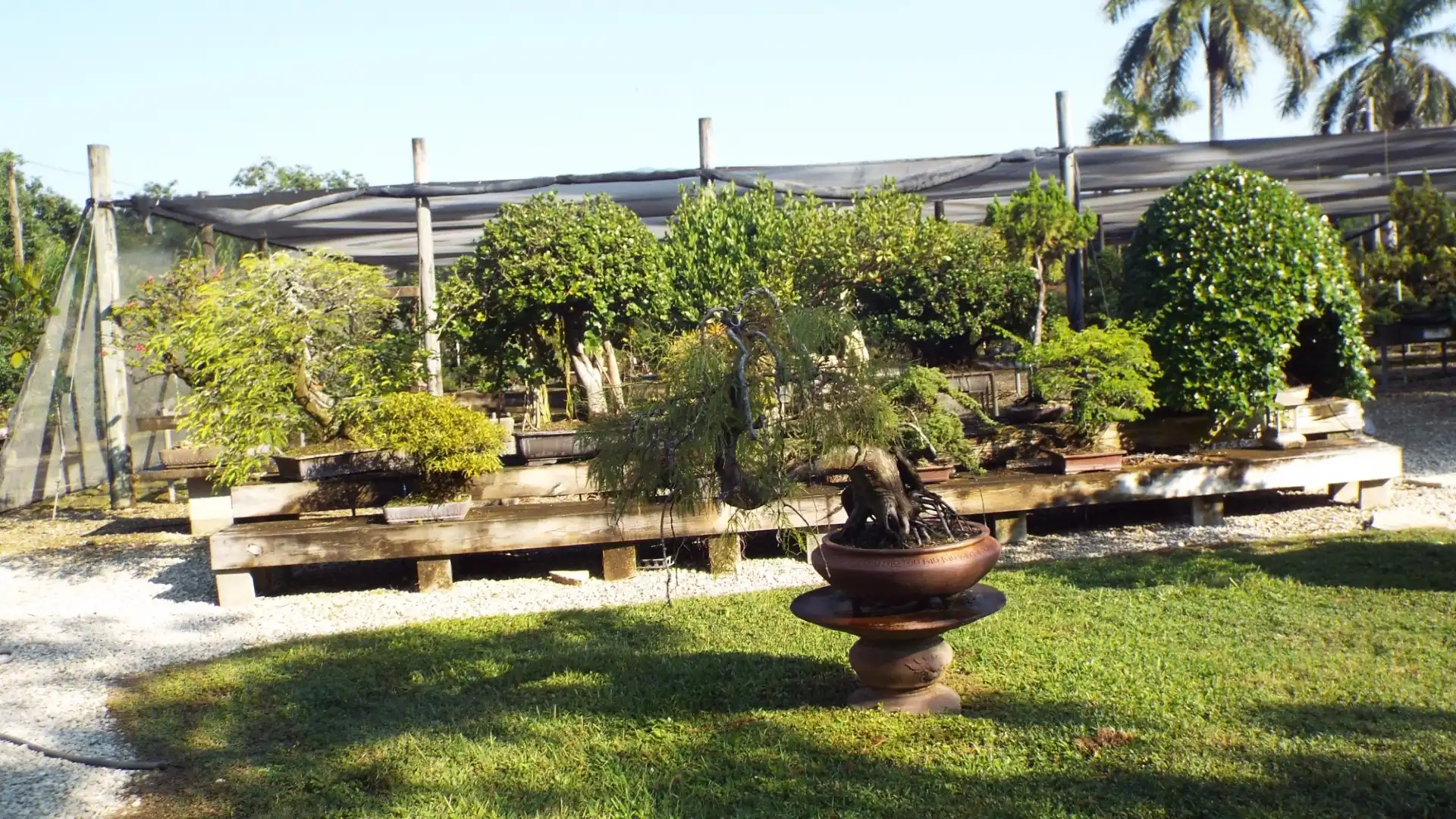 Hotels near Miami Tropical Bonsai