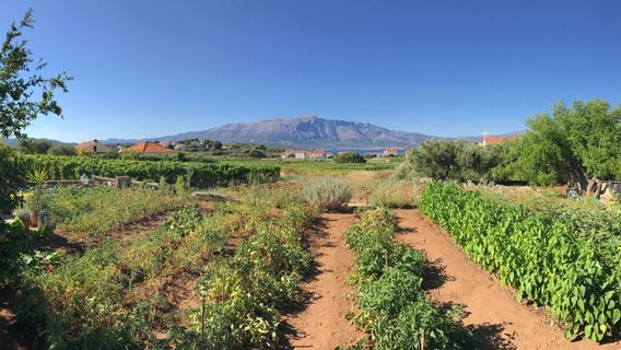 Korcula Explorer (Wine & Food Tasting Tours)