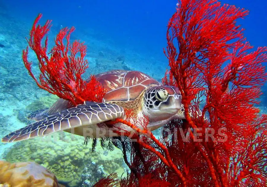 Hotels near Vila Ombak Divers Diving Shop