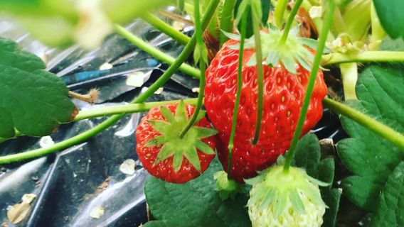 Strawberry House Kayama Farm