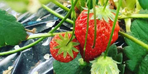 いちごはうす嘉山農園