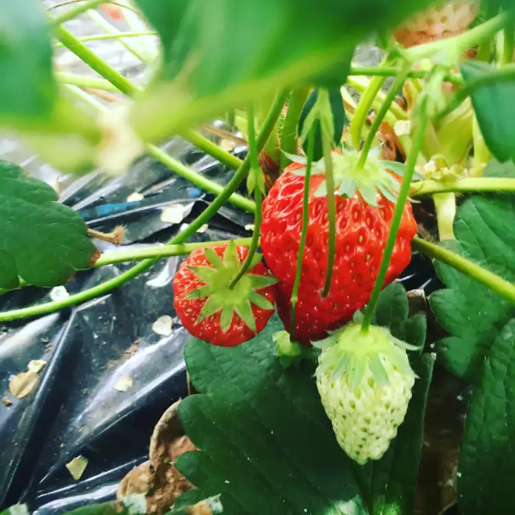 Các khách sạn gần Ichigo House Kayama Farm