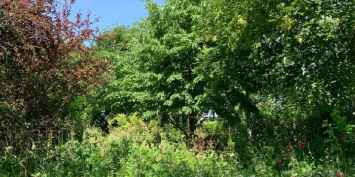 Killahusets trädgård