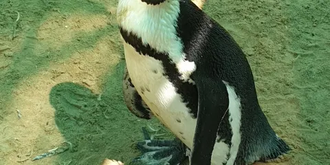 Seabird and Penguin Rehabilitation Centre