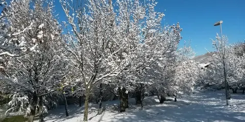 Parco Sgambamento Cani Genesio Bonati