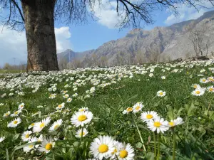 GOLAN CITY