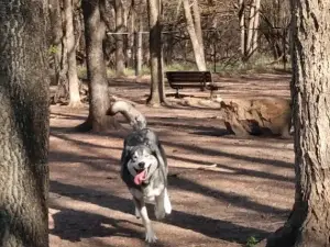 Patsy Hooks Dog Park at Heritage Park